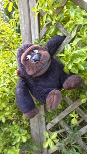 Gorilla riller occhi laterali - gorilla,