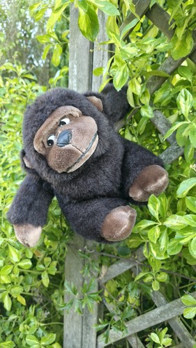 Gorilla riller occhi laterali - gorilla,
